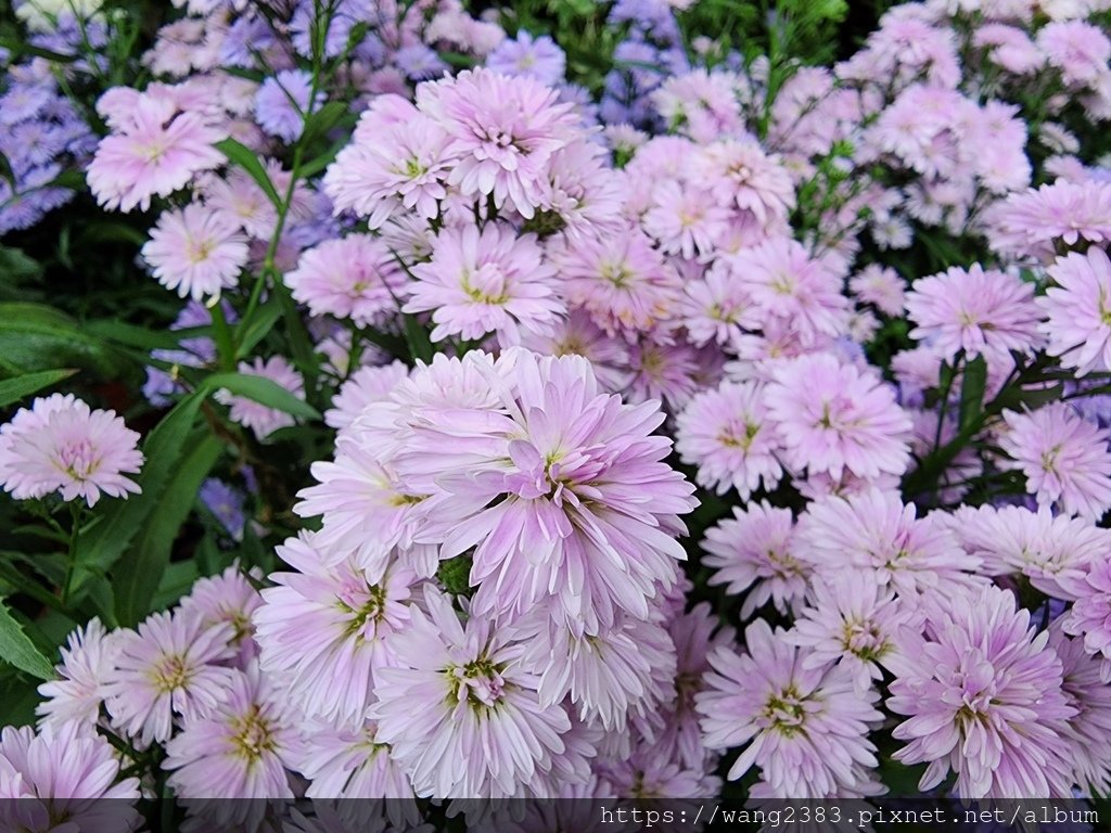 20231202 重瓣紫孔雀菊 (10).jpg