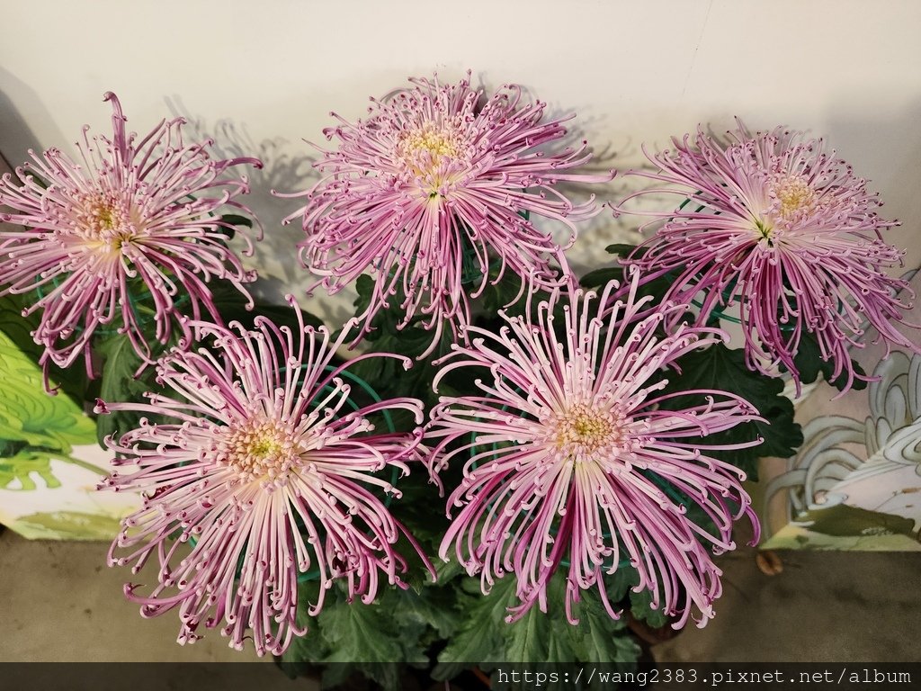 20231202 線菊 (11).jpg