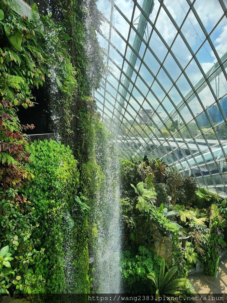 雲霧林 Cloud Forest