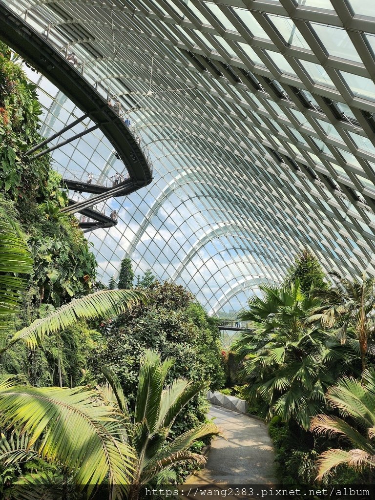 雲霧林 Cloud Forest