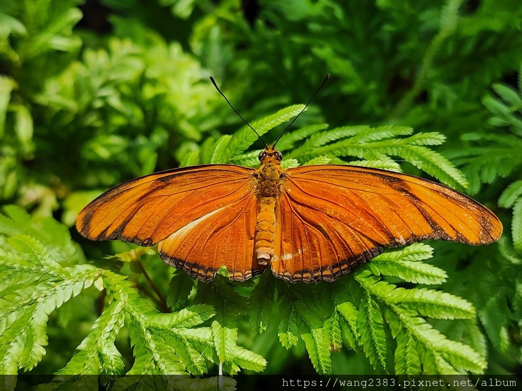 Butterfly Garden 樟宜機場