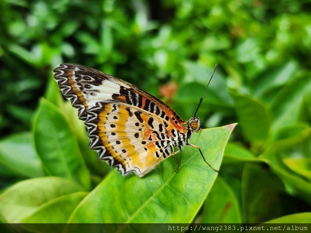 Butterfly Garden 樟宜機場