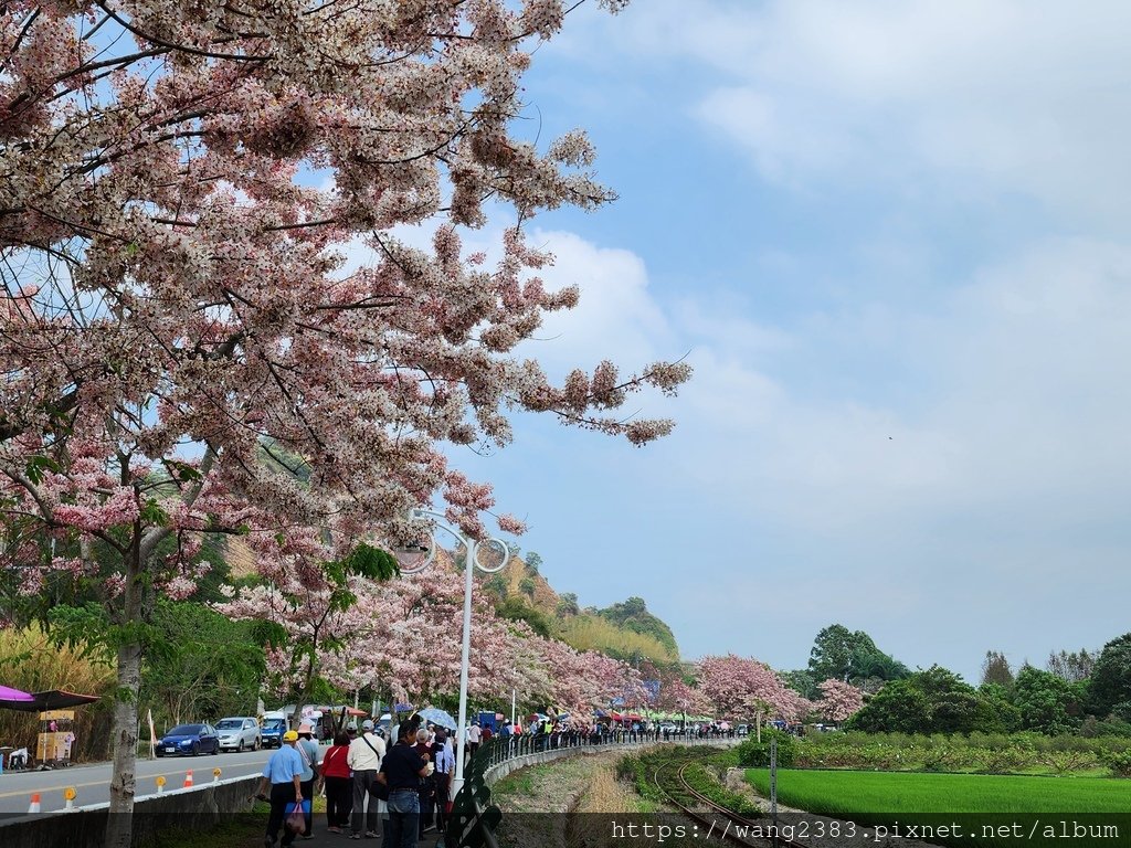 20240402 二水花旗木 (7).jpg