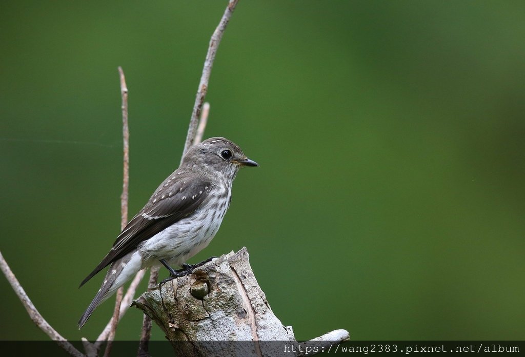 灰斑鶲 Muscicapa griseisticta