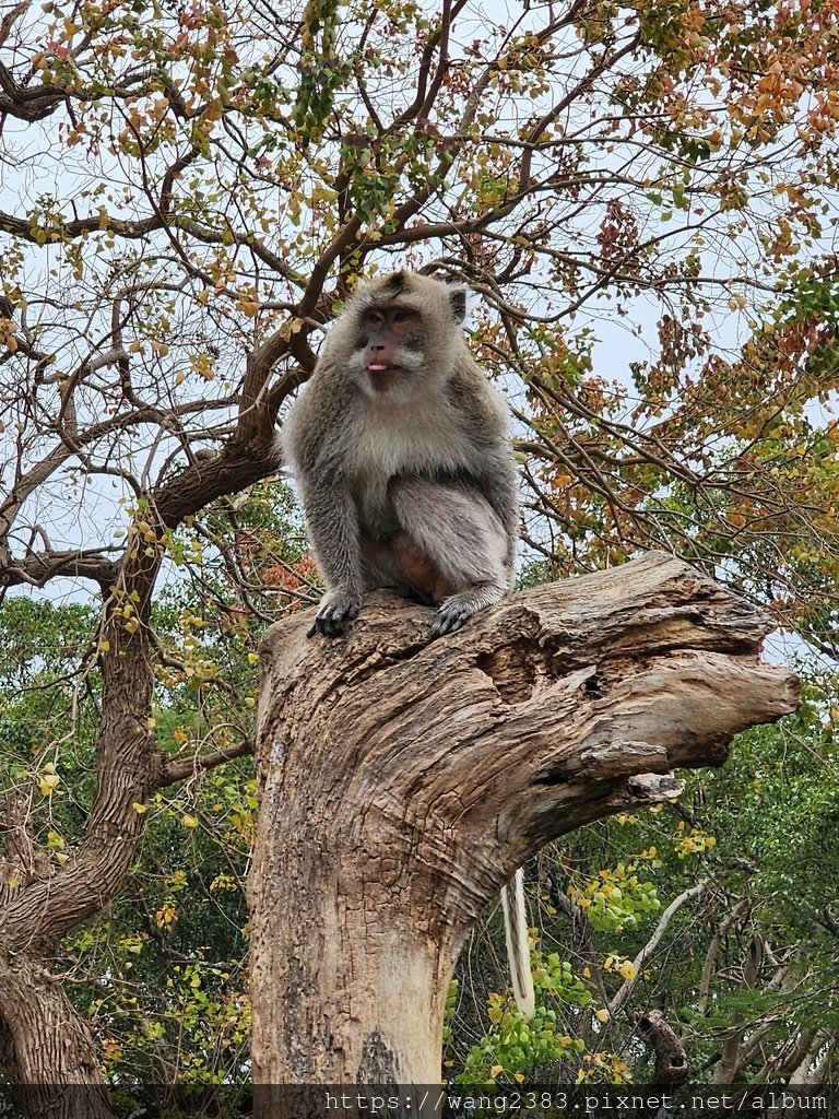20250131 新竹公園 (23).jpg