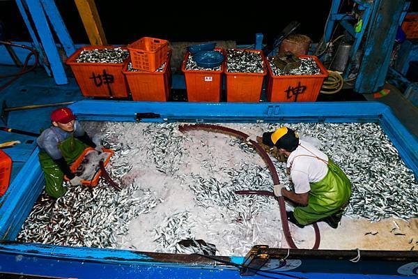20160619磺火捕魚早流卸魚獲-003.jpg