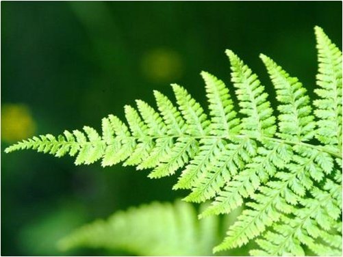 Fern_web.jpg