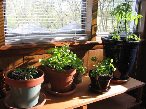 how-to-start-an-indoor-herb-garden.jpg