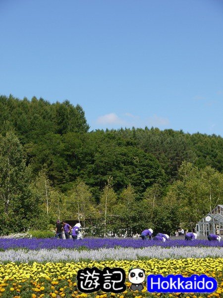 富良野FLOWER LAND花田28