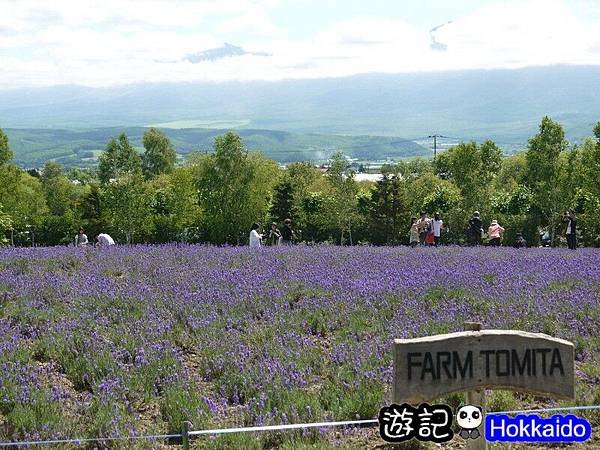 富良野FLOWER LAND花田48