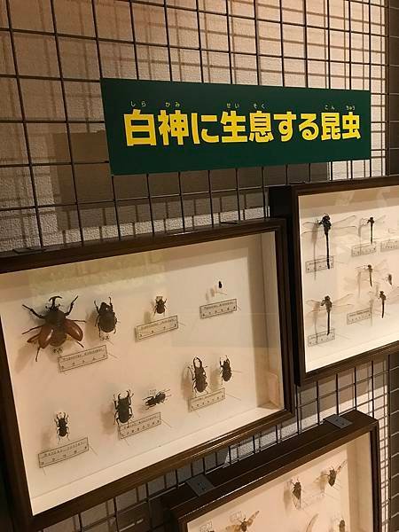 跟著JR日本東北行+北海道聖誕節(一)-乳頭溫泉, 不老不死