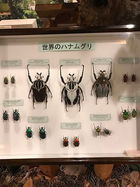跟著JR日本東北行+北海道聖誕節(一)-乳頭溫泉, 不老不死