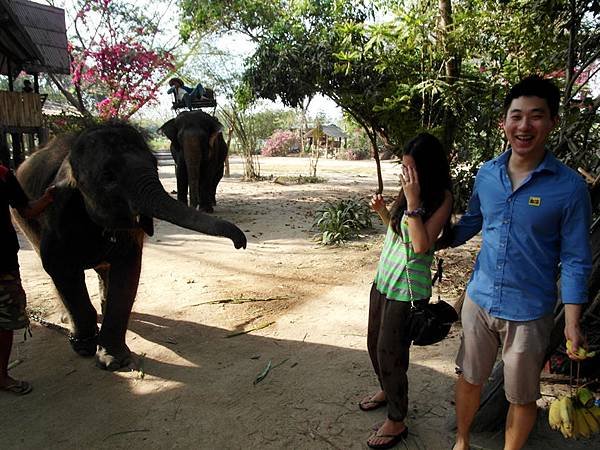 01_elephant (2)