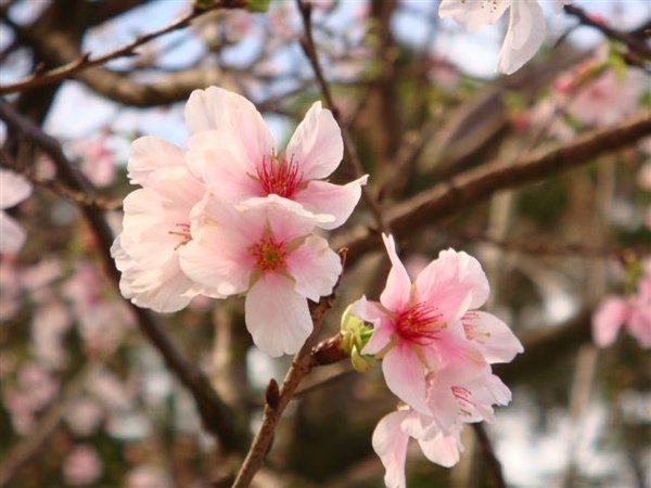 櫻花