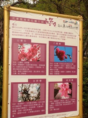 櫻花的種類