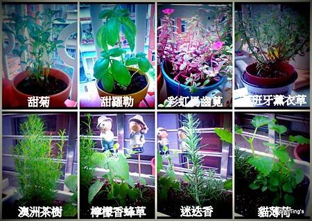 香草植物20120617起