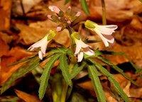 Copy of Dentaria laciniata - Toothwort.JPG