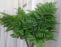 leather_fern.jpg