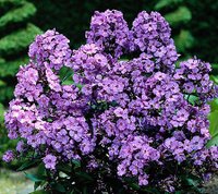 Phlox-paniculata-Blue-Paradise1.jpg