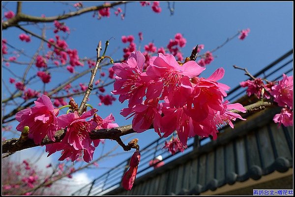 早晨9點多，愛上陽光下的櫻花。.jpg