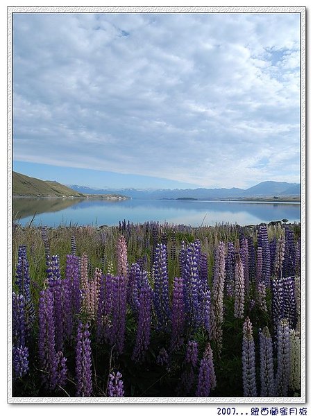 蒂卡波湖-有魯冰花的相襯，蒂卡波湖真的美.jpg