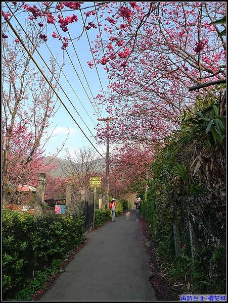 櫻花綻放.jpg