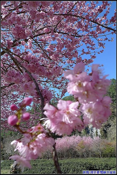 茶-櫻花美-2-3.jpg