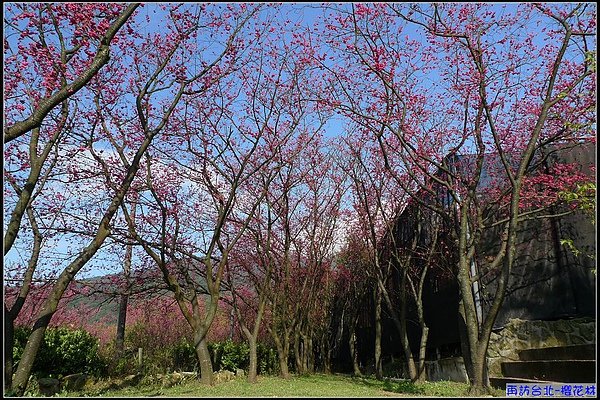 藍天白雲+山櫻花...美不勝收.jpg