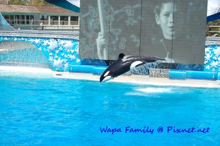 Sea World 012.jpg