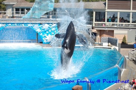 Sea World 020.jpg