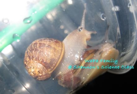 Snail01.jpg