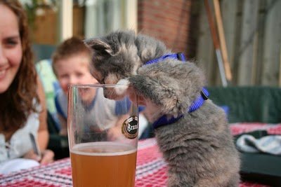 cats_drinking_beer_01.jpg