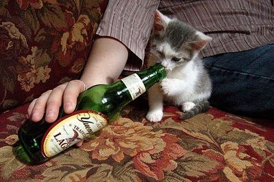 cats_drinking_beer_02.jpg