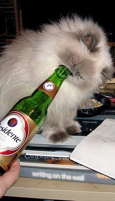 cats_drinking_beer_03.jpg