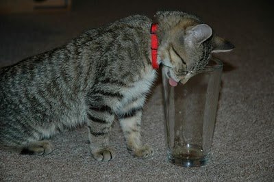 cats_drinking_beer_04.jpg