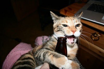 cats_drinking_beer_05.jpg