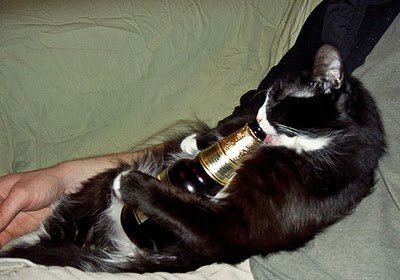 cats_drinking_beer_06.jpg