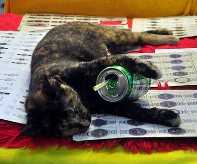 cats_drinking_beer_07.jpg