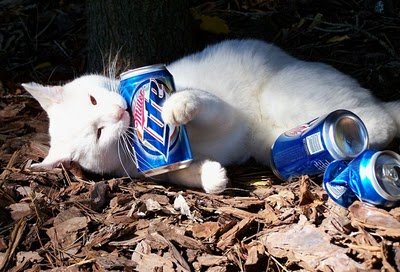 cats_drinking_beer_08.jpg