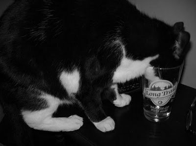 cats_drinking_beer_09.jpg