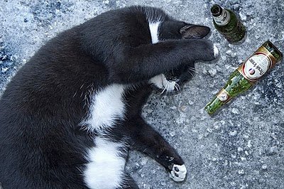 cats_drinking_beer_10.jpg