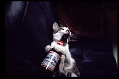 cats_drinking_beer_11.jpg