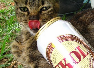 cats_drinking_beer_12.jpg