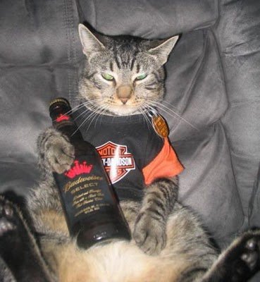 cats_drinking_beer_13.jpg