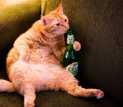 cats_drinking_beer_14.jpg