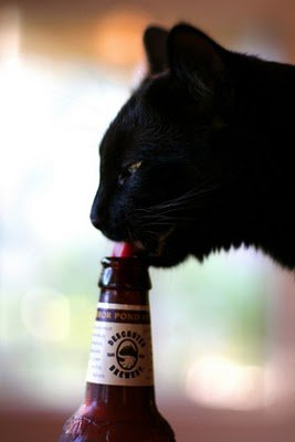 cats_drinking_beer_15.jpg