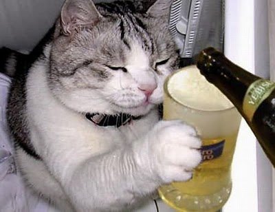 cats_drinking_beer_16.jpg