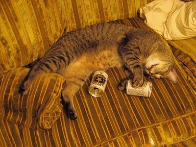 cats_drinking_beer_19.jpg