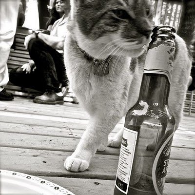 cats_drinking_beer_20.jpg