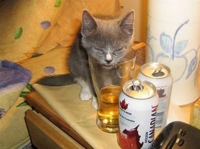 cats_drinking_beer_21.jpg